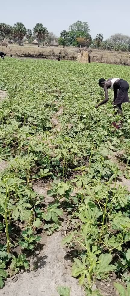Crops in the field